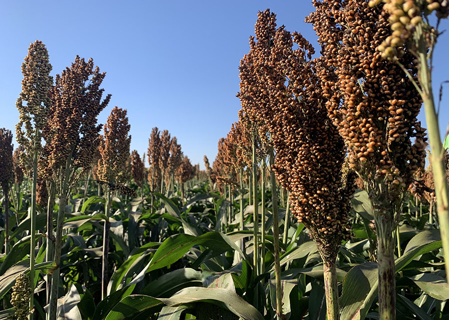 SORGO: Nova cultivar supera 6 toneladas por hectare e chega ao mercado com alta produtividade
